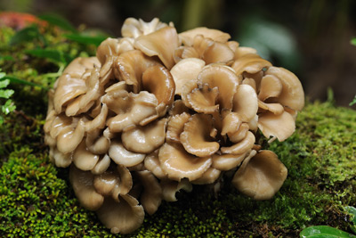 mushrooms-maitake